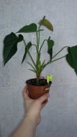 Лот: 11008516. Фото: 2. Anthurium Matiz антуриум Матиз... Комнатные растения и уход