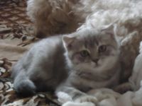 Лот: 4721854. Фото: 2. Сделай себе подарок! Возможен... Животные и уход