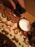 Лот: 9792621. Фото: 2. Котенок курильский бобтейл. Животные и уход