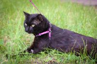 Лот: 7765126. Фото: 4. Коты мышеловы бесплатно. Красноярск