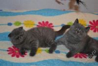 Лот: 712093. Фото: 3. Продаются шотландские котята. Растения и животные