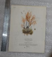 Лот: 21142828. Фото: 2. Детская книга СССР. Лягушка -... Детям и родителям