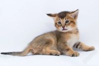 Лот: 2368142. Фото: 2. Одна из самых редких пород в мире... Животные и уход