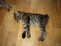 Лот: 13747244. Фото: 5. Котята Курильский бобтейл мальчик