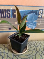 Лот: 25662696. Фото: 2. Фикус. Комнатные растения и уход