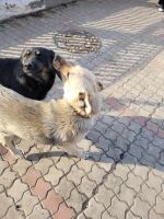 Лот: 18813071. Фото: 2. Собаки. Животные и уход