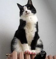 Лот: 1773251. Фото: 2. Накладные ногти для вашей кошки. Животные и уход