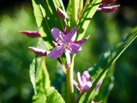 Лот: 10332968. Фото: 4. Olympus ED 14-42mm f/3.5-5.6 II...