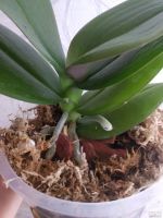Лот: 14413652. Фото: 7. Орхидея Фаленопсис Kaoda Twinkle...