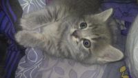 Лот: 5720321. Фото: 3. Отдам котят от мамы британки. Растения и животные