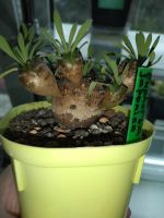 Лот: 18356130. Фото: 2. Euphorbia japonica суккулент эуфорбия. Комнатные растения и уход