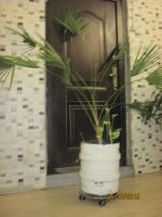 Лот: 6334658. Фото: 2. Пальма трахикарпус. Комнатные растения и уход