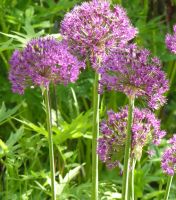 Лот: 4388081. Фото: 3. Лук декоративный Allium. Для дачи, дома, огорода, бани, парка