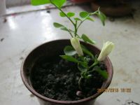 Лот: 6996071. Фото: 4. муррайя8 сеянец. Красноярск