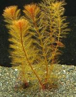 Лот: 437132. Фото: 2. Перистолистник красный. (Myriophyllum... Аквариумистика