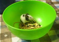 Лот: 3600092. Фото: 6. Японские мыши