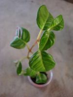 Лот: 3962561. Фото: 2. Фуксия махровая сорт Lenny-Ervin. Комнатные растения и уход