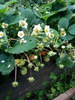 Лот: 14181331. Фото: 3. Виктория усы. Для дачи, дома, огорода, бани, парка