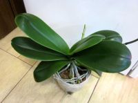 Лот: 24782404. Фото: 2. Орхидея фаленопсис "Passionata... Комнатные растения и уход