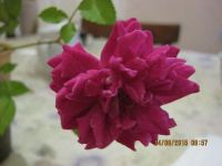 Лот: 5955141. Фото: 2. роза малиновая комнатная. Комнатные растения и уход