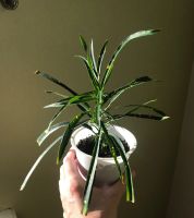 Лот: 17917852. Фото: 5. Кодиеум (кротон) Пиктум Спот