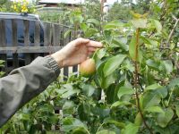 Лот: 4461163. Фото: 3. Продажа древесно-кустарниковых... Для дачи, дома, огорода, бани, парка