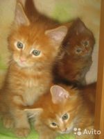 Лот: 7864628. Фото: 2. Котята Мейн-Кун. Животные и уход