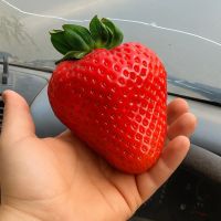 Лот: 25376438. Фото: 3. Клубника 🍓 2кг с 1₽! Сорт Клери... Красноярск