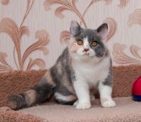 Лот: 8934781. Фото: 2. Необыкновенная принцесса Юнона. Животные и уход