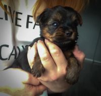 Лот: 5297943. Фото: 2. Щенок йоркширского терьера. Животные и уход