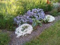 Лот: 4068929. Фото: 2. Белый шиловидный флокс. Семена, рассада, садовые растения