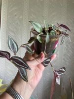 Лот: 11778059. Фото: 4. Традесканция 3. Красноярск