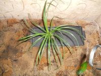 Лот: 1144517. Фото: 2. нолина. Комнатные растения и уход