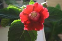 Лот: 4213340. Фото: 3. Глоксиния красная 3 (всё растение... Растения и животные