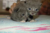 Лот: 4834640. Фото: 3. Пушистый подарок на Новый Год. Растения и животные
