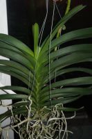 Лот: 5508571. Фото: 4. Орхидея Vanda. Красноярск