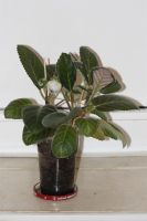 Лот: 3929748. Фото: 5. Глоксиния начинает распускаться