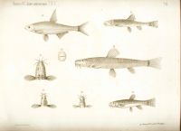 Лот: 18032872. Фото: 8. Протоколы заседаний императорского...