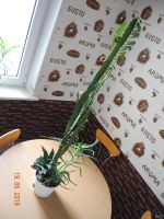 Лот: 13806294. Фото: 2. Декоративная цветочная композиция... Комнатные растения и уход