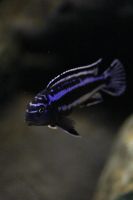 Лот: 16202657. Фото: 3. Меланохромис майнгано ( Melanochromis... Растения и животные