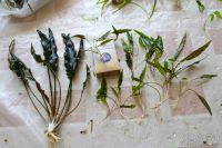 Лот: 10987457. Фото: 5. Криптокорина Беккета Петча (Cryptocoryne...