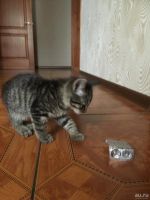 Лот: 10266946. Фото: 4. Котята. Красноярск