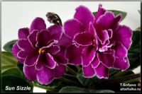Лот: 7385411. Фото: 5. Фиалка Sun Sizzle - лист