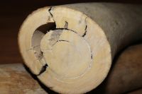 Лот: 2385958. Фото: 4. Два бивня мамонта