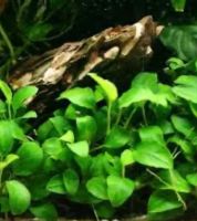 Лот: 25626555. Фото: 3. Анубиас. Растения и животные