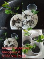 Лот: 11163374. Фото: 6. лимон сорт пандероза N58