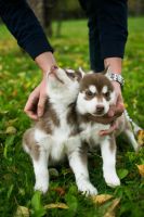 Лот: 10231676. Фото: 7. Щенки Хаски шикарного шоколадного...