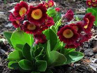 Лот: 1826914. Фото: 5. Примулы