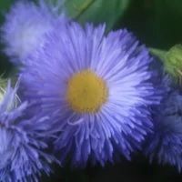 Лот: 8541172. Фото: 2. Мелколепестник голубой. Многолетние... Семена, рассада, садовые растения