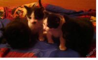 Лот: 2426931. Фото: 2. Отдам котейку в добрую семейку... Животные и уход